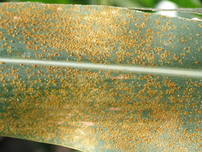 Corn leaf exhibiting southern rust disease. 