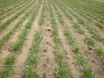Photo of winter wheat greening up in western Nebraska, late March 2008.