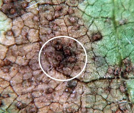 An enlarged (20 X) view of a leaf lesion of soybean rust containing pustules. Within the white circle the pustules are risen up from the lesion, and are volcano shaped.