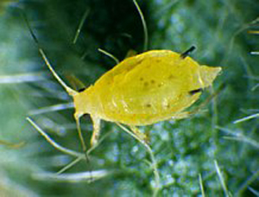 Photo of a soybean aphid