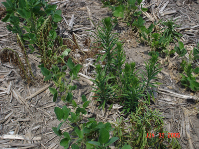 Photo of marestail killed by herbicide and marestail which appears to be unaffected, standing side by side in the same field.