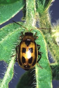 Closeup photo of a bean leaf beetle on a soybean plant.