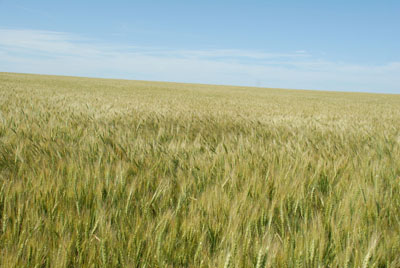 Wheat near Hemingford July 9.