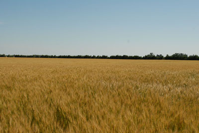 Mature wheat field near Hemingford, July 9.