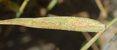 Leaf rust on the flag leaf of a susceptible variety.