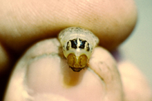 Photo of western bean cutworm larva, featuring stripes on prothorax.