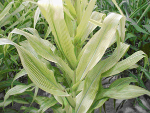 Iron deficiency in corn