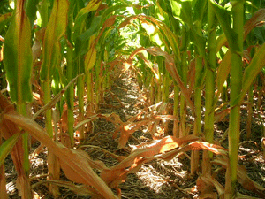 Nitrogen deficiency in corn