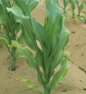 Magnesium deficiency of corn