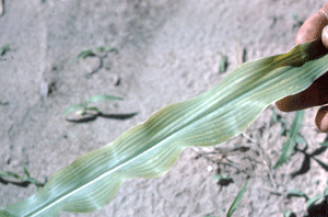 Sulfur deficiency in corn