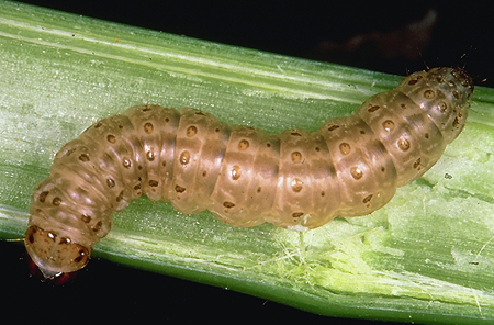 Photo of a European corn borer larva