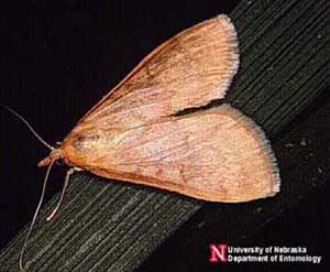 Photo of a European corn borer moth