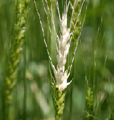 Photo of bleached wheat ro fusarium head blight