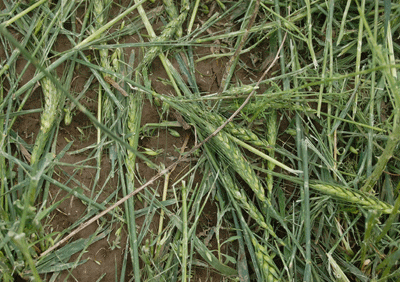 Photo of damged wheat
