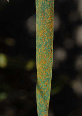 Photo of severe leaf rust