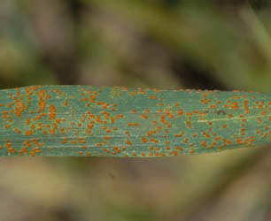 Moderate to severe wheat leaf rust