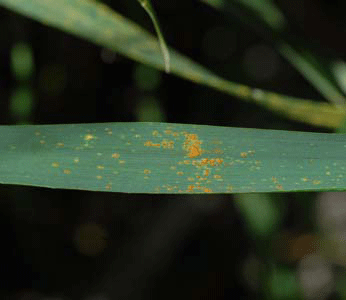 Photo of a low level of leaf rust