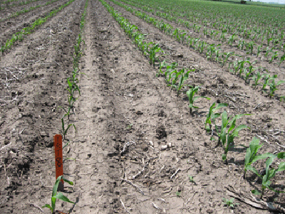 Photo of corn plants in strip tillage