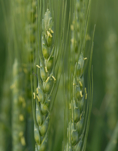 Flowering wheat heads.