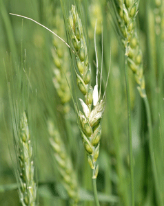 Iniitial wheat head damage due to scab