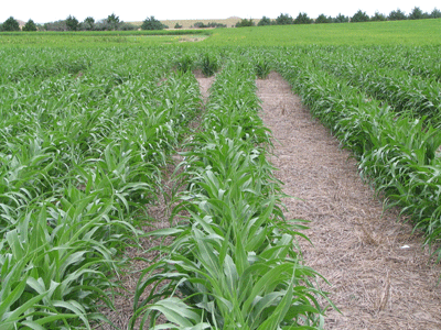 Skip Row Planting Sorghum for Improved Drought Tolerance