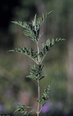 Western ragweed