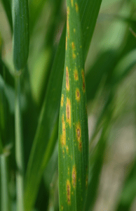 Tan spot in wheat