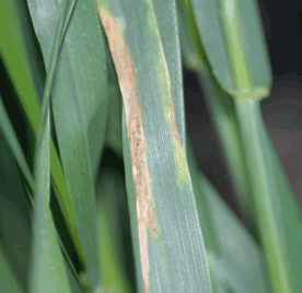 Photo of leaf blotch