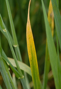 Photo of barley yellow leaf