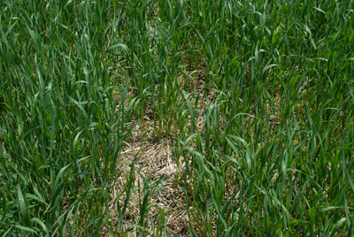 Photo of a wheat field with wheat residue