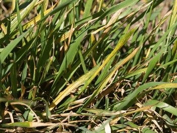 Wheat leaves with wheat streak mosaic virus