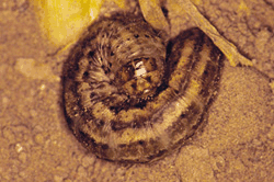 Photo of an army cutworm