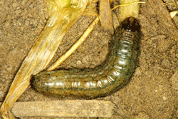 Pale western cutworm
