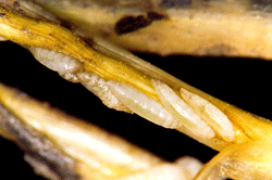 Photo of a Hessian fly larva