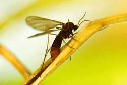Hessian fly adult