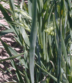Wheat damaged by 2,4-D.