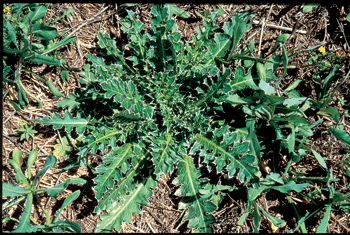Photo of a musk thistle rosette