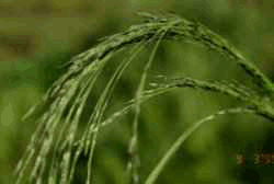 Photo of teff grass