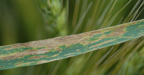 Photo of septoria tritici blotch on a wheat leaf. Note the tiny, black pycnidia (asexual fruiting structures) which form in older lesions.