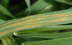 Stripe rust on a wheat leaf.