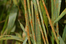 Stem rust. Note the large, brick-red pustules and the flakes of ruptured stem tissue around them. These pustules also occur on leaves.
