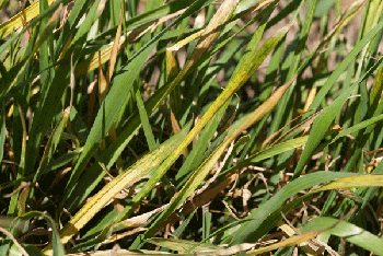 Soilborne wheat mosaic