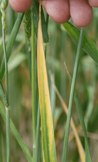 Figure 10. Barley yellow dwarf.