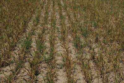 Wheat affected by root and crown rot diseases. Note the stunting, yellowing, and lack of vigorous growth. 