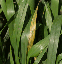 Photo of a wheat leaf with mosaic
