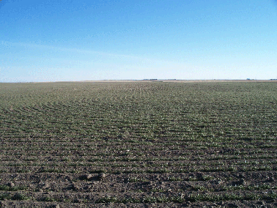 Western Nebraska wheat stand suffering from dry conditions