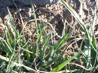 Photo of western Nebraska wheat.