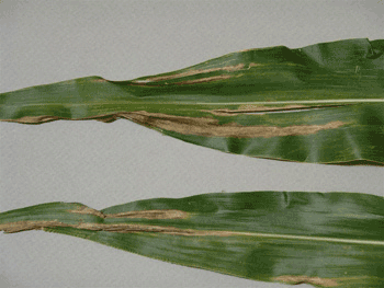 Stewart's wilt lesions from the leaf blight phase