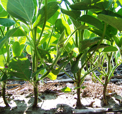 On-farm research soybean