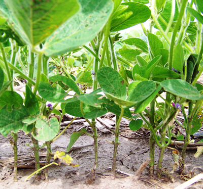 UNL On-farm soybean seeding rate research 